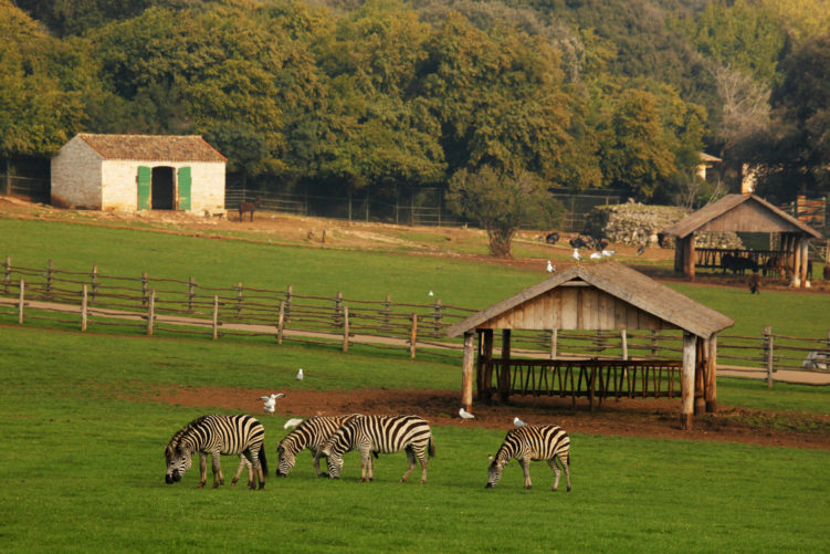 Het safaripark op Veliki Brijuni