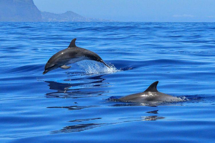 Dolfijnen spotten in Kroatië